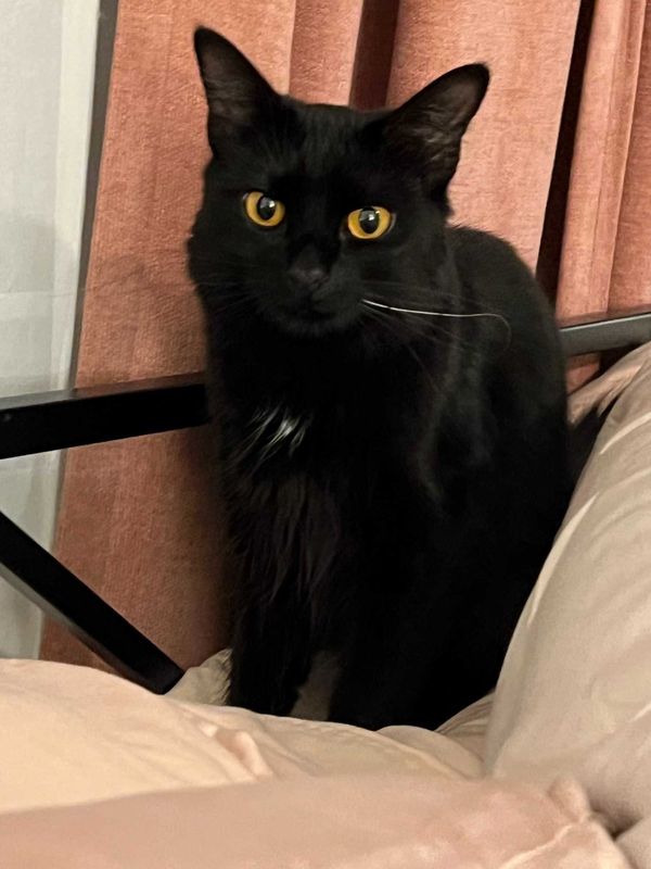 Lost Cat in Sacramento, California — listing photo