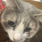 Found Cat in Denver, Colorado — Cat Open For Adoption 🐱- Meet Millie!!!