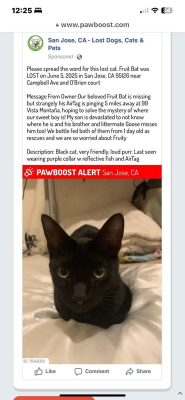 Lost Cat in San Jose, California — listing photo