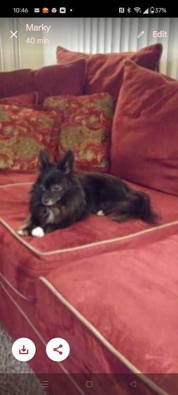 Lost Dog in Tacoma, Washington — listing photo