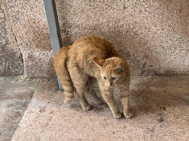 Lost Cat in Detroit, Michigan — listing photo