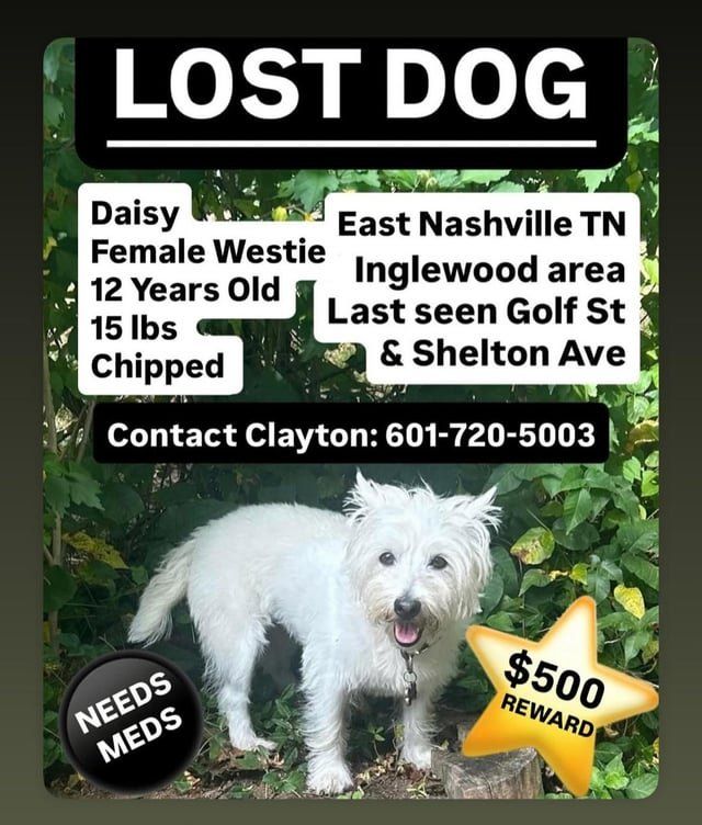 Lost Dog in Nashville, Tennessee — listing photo