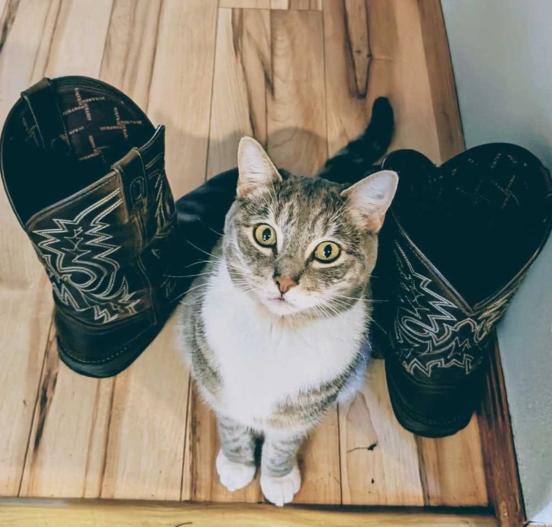 Lost Cat in McMinnville — listing photo