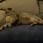 Lost Cat in Columbus, Ohio — listing photo