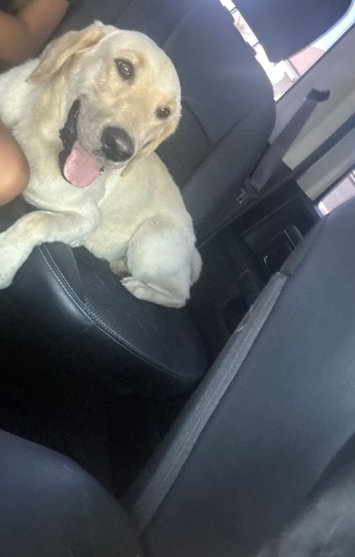 Found Dog in Bakersfield, California — listing photo