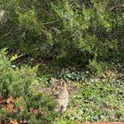 Lost Cat in Baltimore, Maryland — Is this your cat?