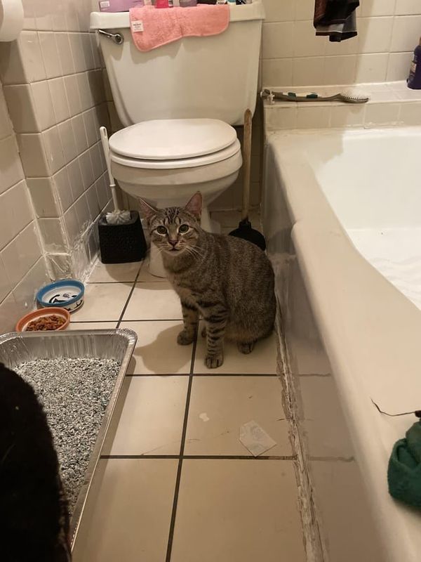 Found Cat in New York, New York — Abandoned Cat in the Bronx. Advice on where to surrender it?