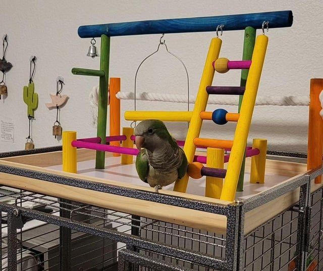 Lost Pet in Rescue — Long shot... did anybody's kid had a quaker parrot as a classroom pet in 2019/2020?