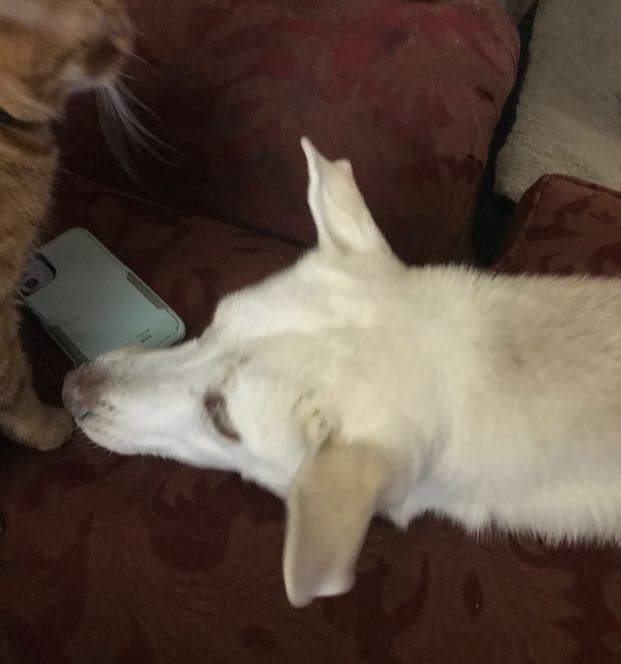Found Dog in Colorado Springs, Colorado — listing photo