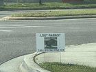 Lost Pet in K — I found this sign for a lost parrot. If anyone sees it, I would love for the owners to get their pet back.