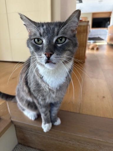 Lost Cat in Seattle, Washington — listing photo