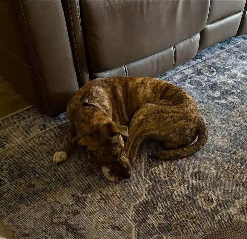 Lost Dog in Tacoma, Washington — listing photo