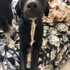 Lost Dog in El Paso, Texas — listing photo