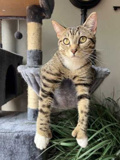 Lost Cat in Sheridan — listing photo