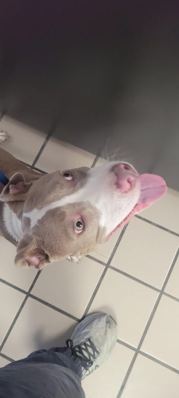 Lost Dog in Washington, District of Columbia — listing photo