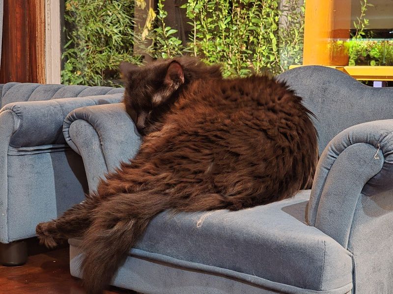 Lost Cat in Portland, Oregon — listing photo