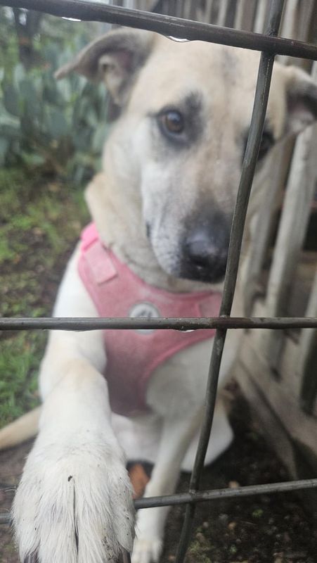 Lost Dog in Austin, Texas — listing photo