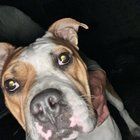Lost Dog in Jacksonville, Florida — listing photo