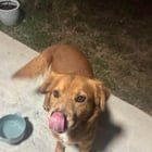 Lost Dog in San Antonio, Texas — listing photo