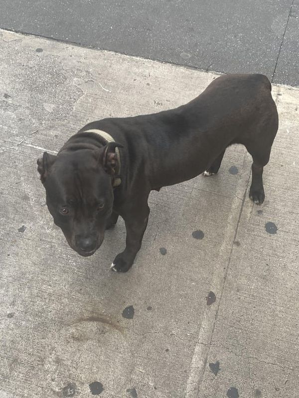 Lost Dog in New York, New York — listing photo