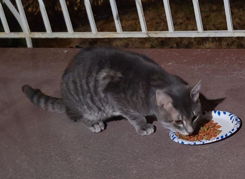 Pet alert in Pittsburgh, Pennsylvania — Anybody Recognize This Cat?