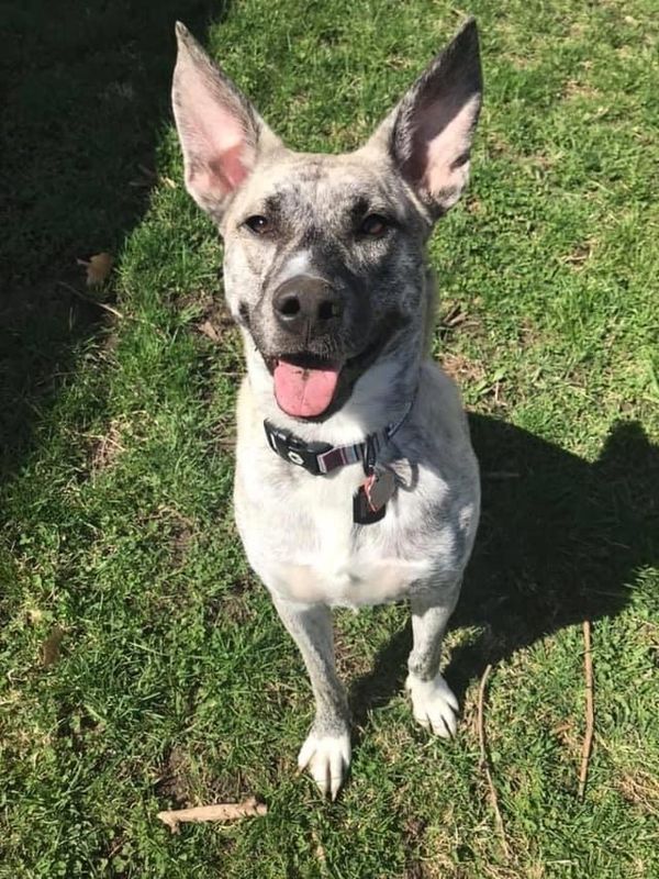 Lost Dog in K — listing photo