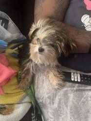 Lost Dog in San Francisco, California — listing photo