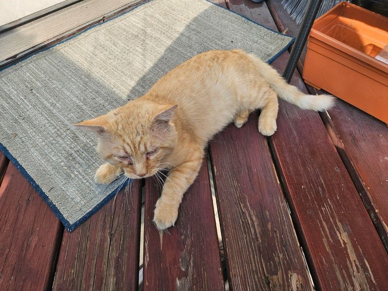 Lost Cat in Pittsburgh, Pennsylvania — Is this anyone's lost cat? (Southside)