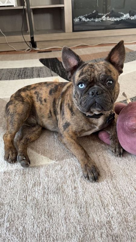 Lost Dog in Denver, Colorado — listing photo