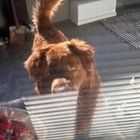 Found Dog in Indianapolis, Indiana — listing photo