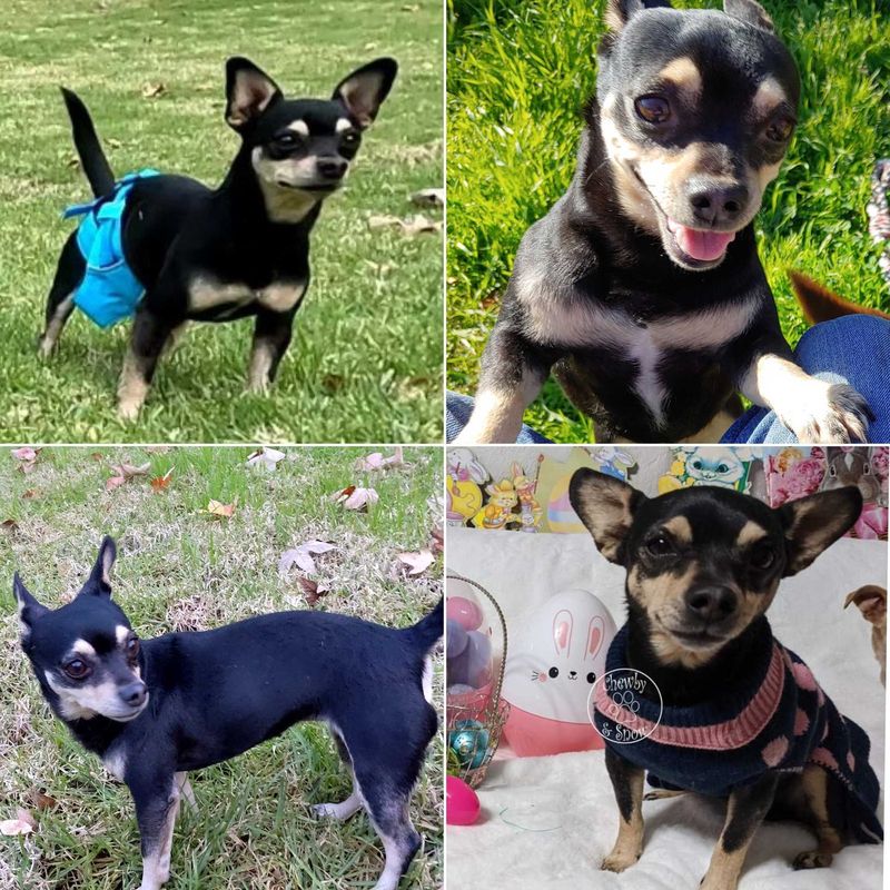 Lost Dog in Riverside, California — listing photo