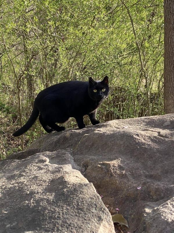 Lost Cat in Logan, Utah — listing photo