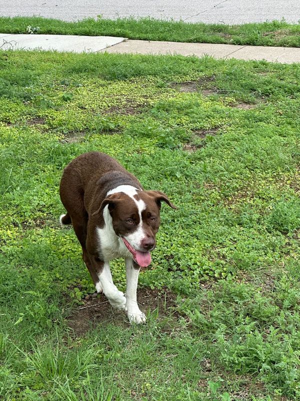 Found Dog in Irving, Texas — listing photo