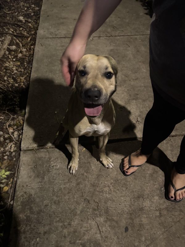 Lost Dog in Miami, Florida — Anyone Missing Dog In Little Havana?