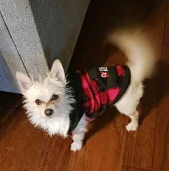 Lost Dog in Penrose — listing photo