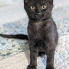 Found Dog in Plano, Texas — Coffee kittens ready for adoption