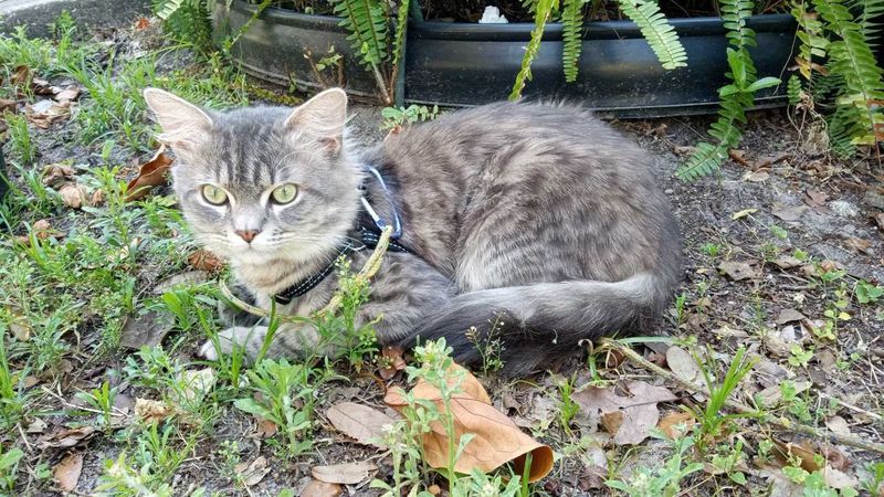 Lost Cat in Tampa, Florida — listing photo