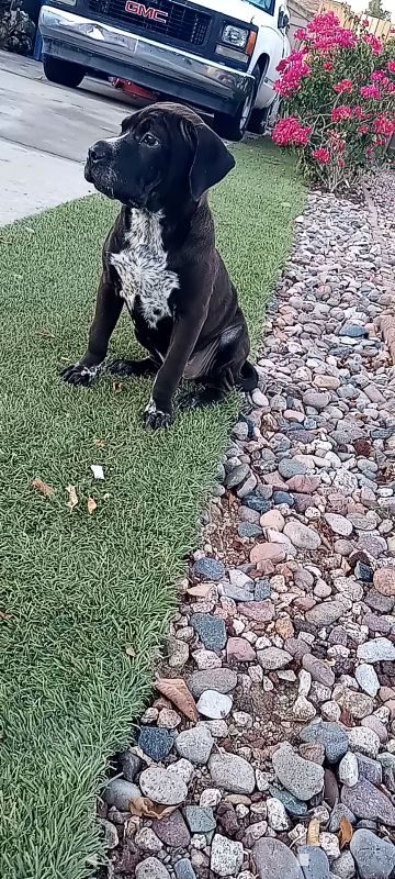 Lost Dog in North Ellsworth Road & East Brown Road — listing photo