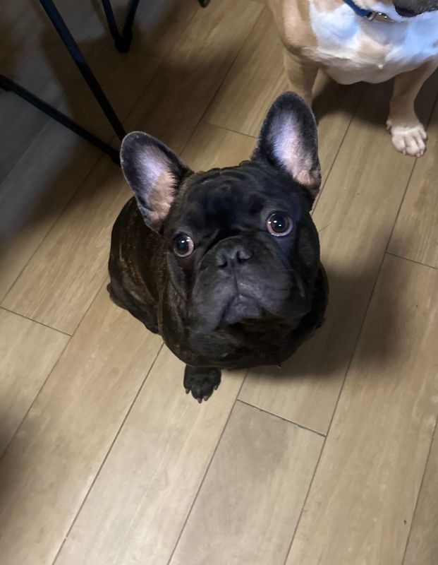 Lost Dog in Houston, Texas — listing photo