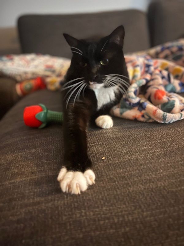 Lost Cat in Melbourne, Florida — listing photo