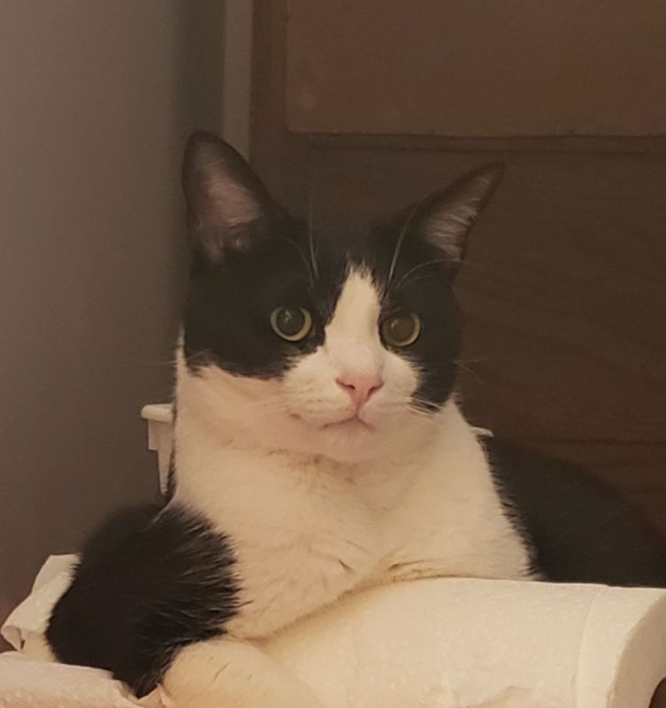 Lost Cat in Longwood — listing photo