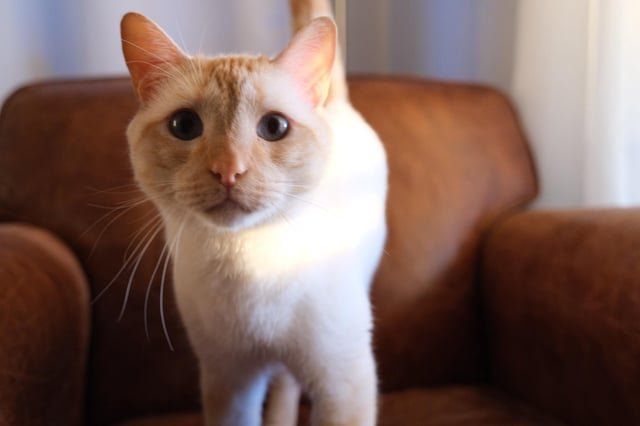 Lost Cat in Normal, Illinois — listing photo