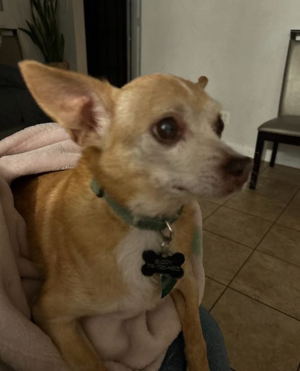 Lost Dog in Stanton, California — listing photo
