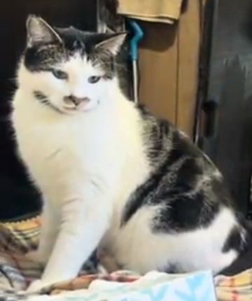 Lost Cat in Senior Estates trailer park — listing photo