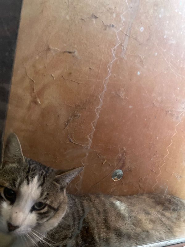 Found Cat in Phoenix, Arizona — listing photo