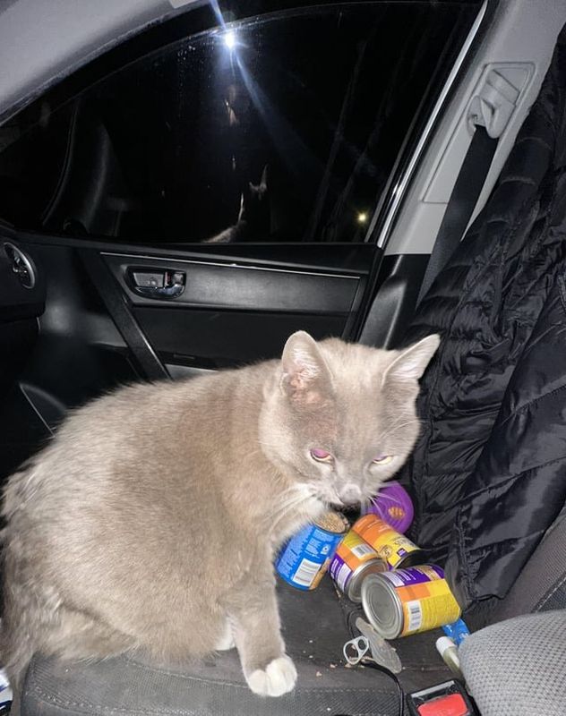 Lost Cat in Milwaukee, Wisconsin — listing photo