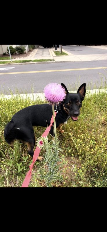 Lost Dog in Nashville, Tennessee — listing photo