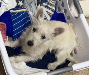 Lost Dog in TX 76901 United States — listing photo