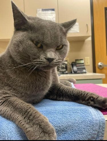 Lost Cat in Portland, Maine — listing photo