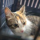 Found Cat in Dallas, Texas — Little Lady Needs a Home (Audelia & Walnut)